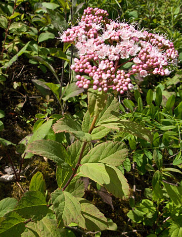 note the leaves